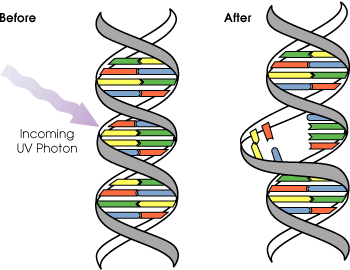 The Process of UV Disinfection - ultraviolet photons disrupt cell membranes and DNA of microorganisms